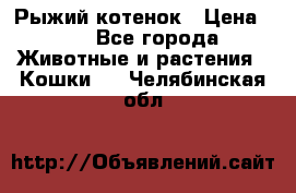 Рыжий котенок › Цена ­ 1 - Все города Животные и растения » Кошки   . Челябинская обл.